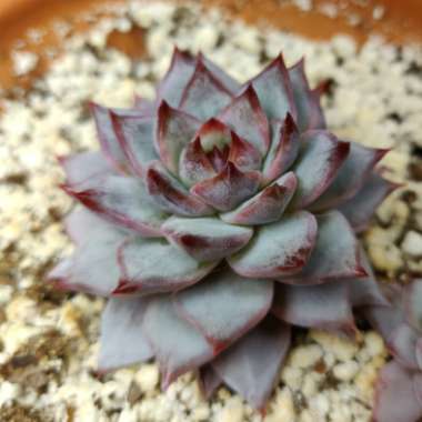 Echeveria Blue Bird