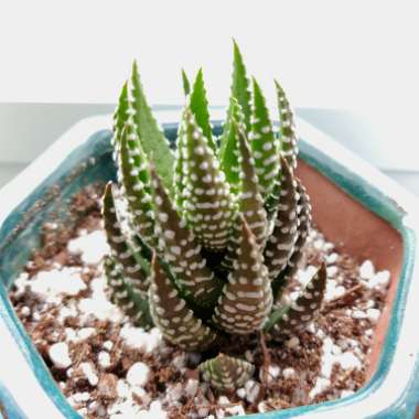 Haworthiopsis Reinwardtii