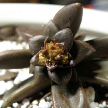 Echeveria Compressicaulis