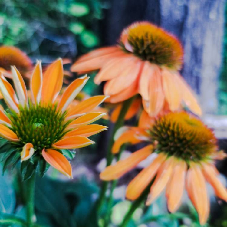 Plant image Echinacea 'Cheyenne Spirit' (Orange)