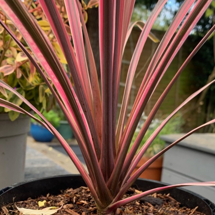 Plant image Cordyline Australis 'Southern Splendour'