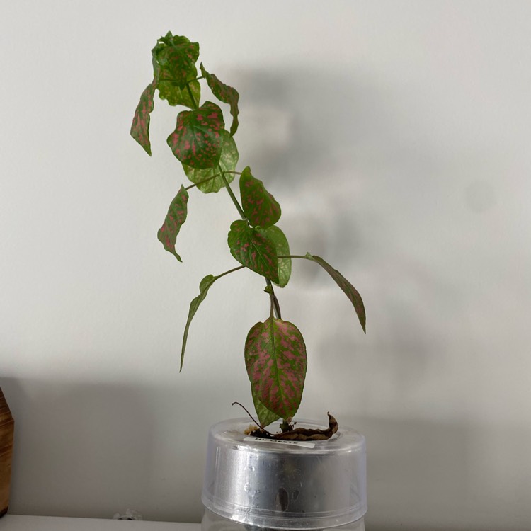 Plant image Hypoestes phyllostachya 'Hippo Rose'