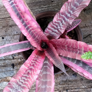 Cryptanthus Elaine