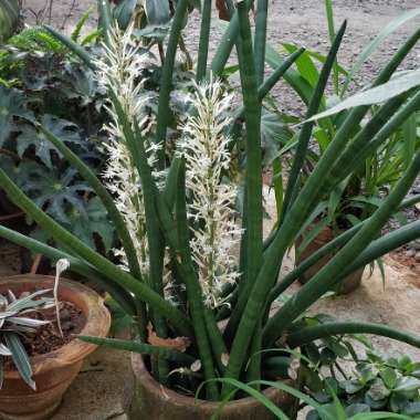 Sansevieria cylindrica