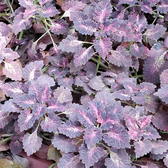 Plant image Solenostemon scutellarioides 'Chocolate Mint'