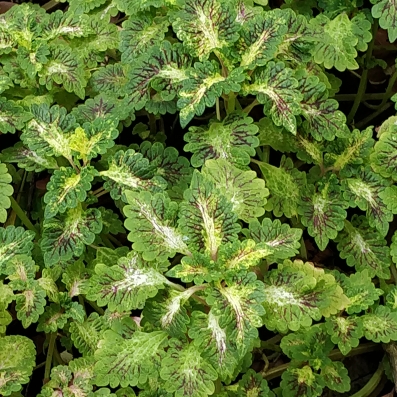 Plant image Plectranthus scutellarioides 'Pineapple'