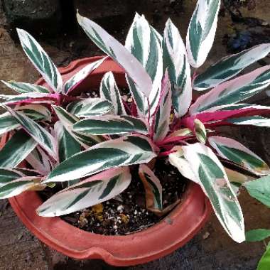 Stromanthe sanguinea 'Triostar'