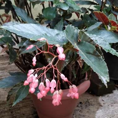 Begonia 'Dragon Wing'