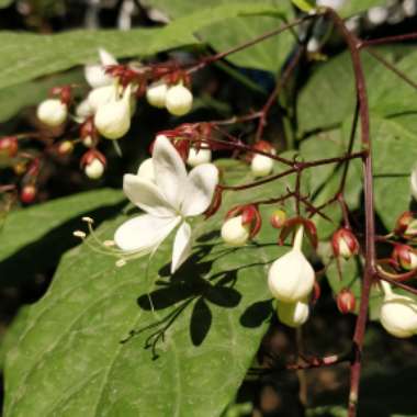 Clerodendrum Schmidtii syn. C. Smithianum