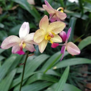 Spathoglottis plicata - Purple