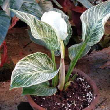 Philodendron Birkin