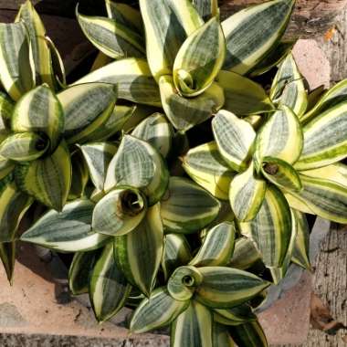 Sansevieria trifasciata 'Golden Hahnii'