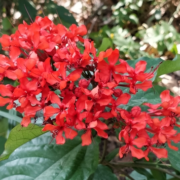 Clerodendrum splendens