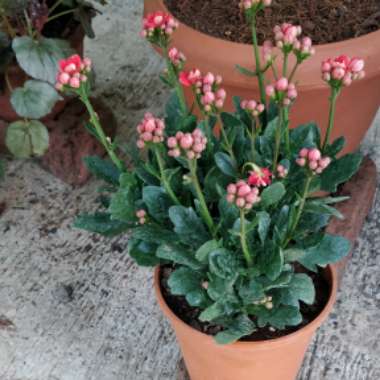 Kalanchoe Blossefeldiana