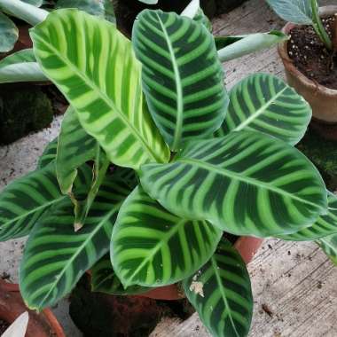 Goeppertia zebrina syn. Calathea zebrina