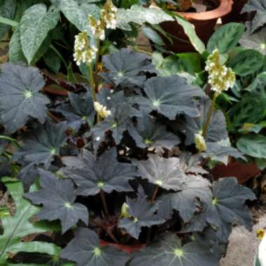 Begonia 'Black Velvet'