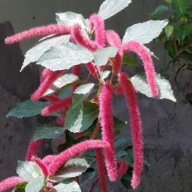 Acalypha hispida