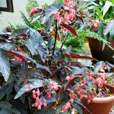 Begonia 'Dragon Wing'