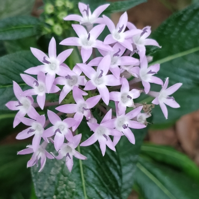 Plant image Pentas lanceolata 'Starcluster Lavender'