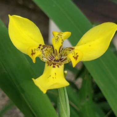 Neomarica Longifolia