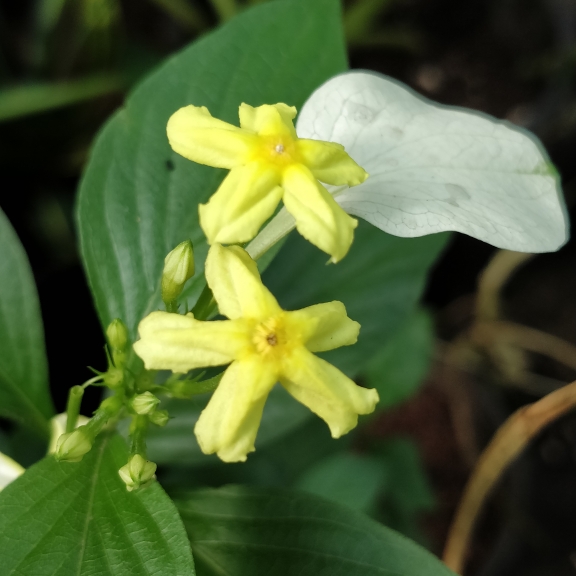 plant image 1577280