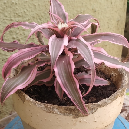 plant image 1578180