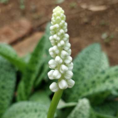 Ledebouria socialis syn. Scilla violaceum