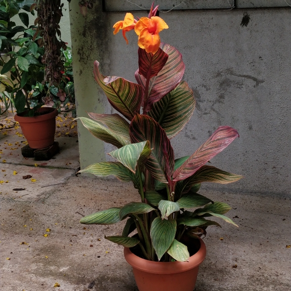 plant image 1596573