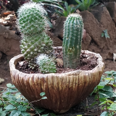 Echinopsis oxygona