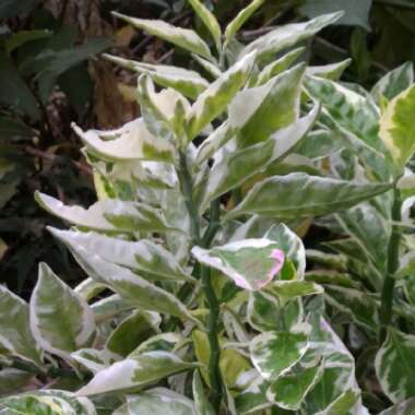 Euphorbia tithymaloides syn. Pedilanthus tithymaloides