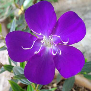 Tibouchina semidecandra