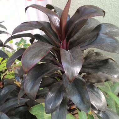 Cordyline terminalis 'Baby Doll'