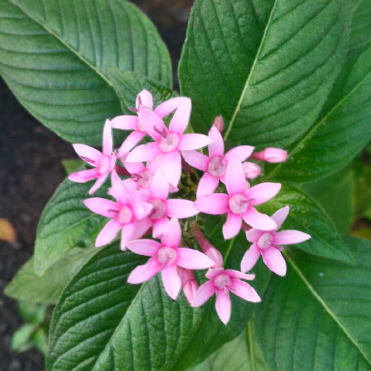 Plant image Pentas lanceolata 'Starcluster White'