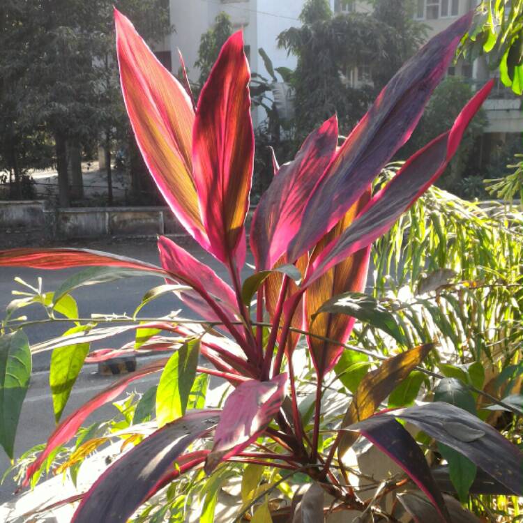 Plant image Cordyline fruticosa 'Red Tips'