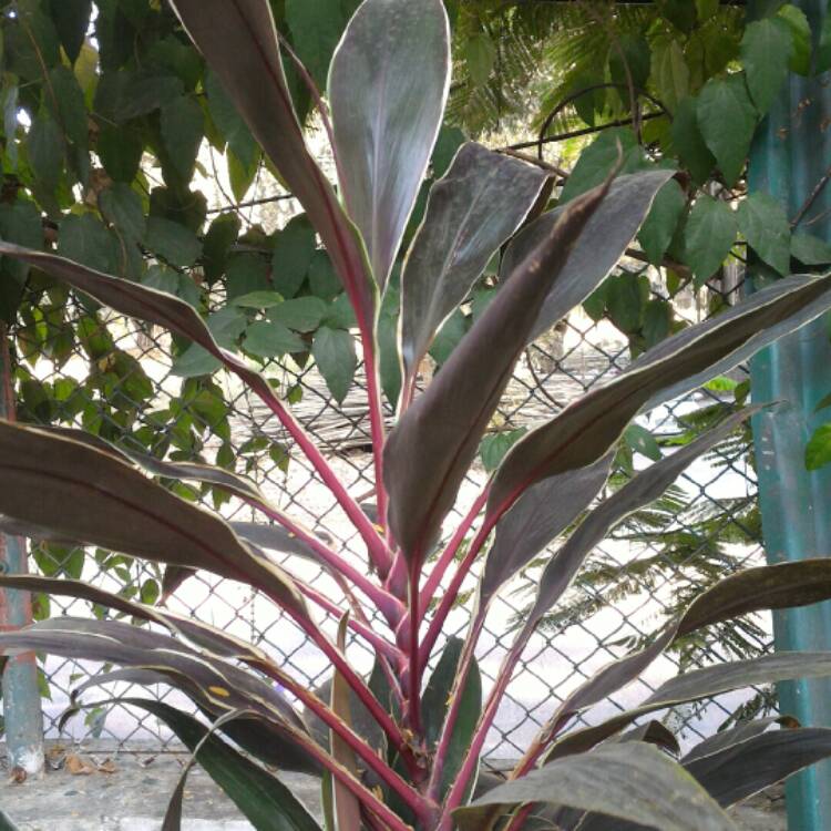 Plant image Cordyline fruticosa