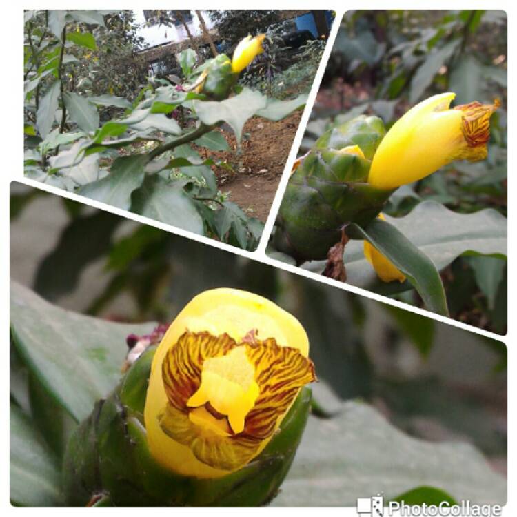 Plant image Chamaecostus cuspidatus syn. costus cuspidatus