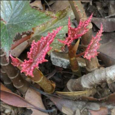 Begonia coccinea