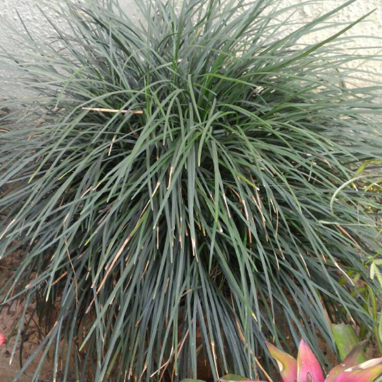 Plant image Ophiopogon japonicus