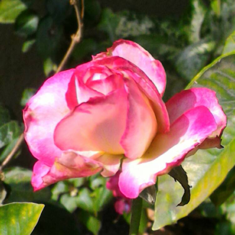 Plant image Rosa 'Meimagarmic' syn. Rosa 'Princesse de Monaco', Rosa 'Princess Of Monaco', Rosa 'Grace Kelly', Rosa 'Princess Grace', Rosa 'Princesse Grace de Monaco'