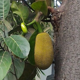 Plant image Artocarpus heterophyllus