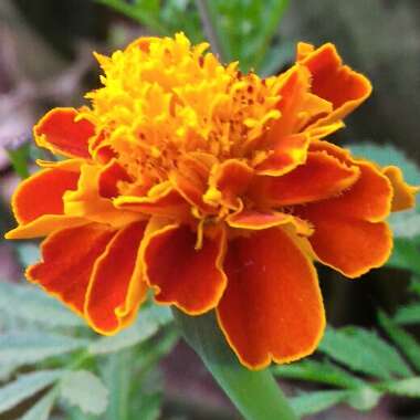 Tagetes patula hybrids