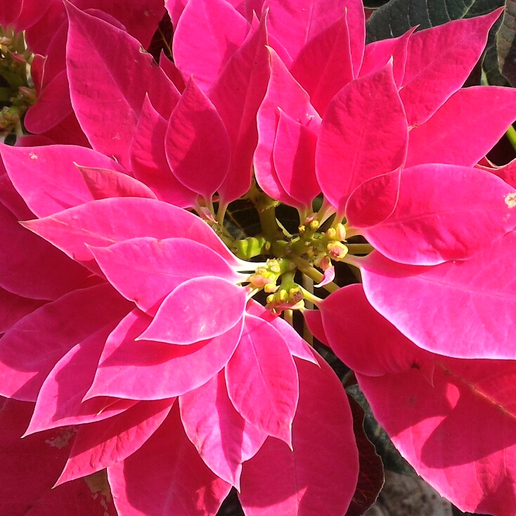 Plant image Euphorbia pulcherrima 'Bonpripicom' (Princettia Series) syn. Euphorbia pulcherrima 'Princettia Hot Pink'