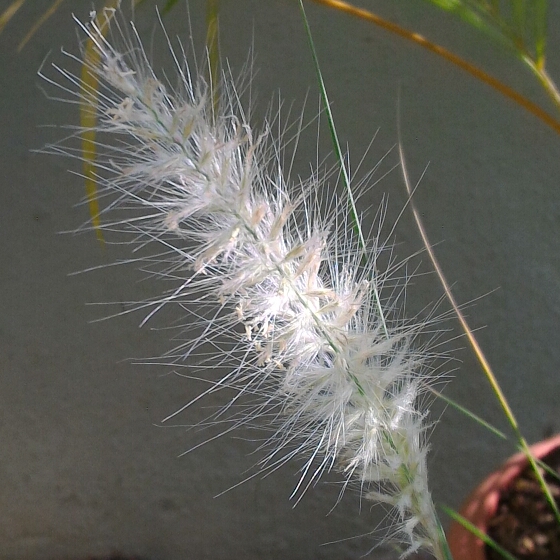 Plant image Pennisetum alopecuroides