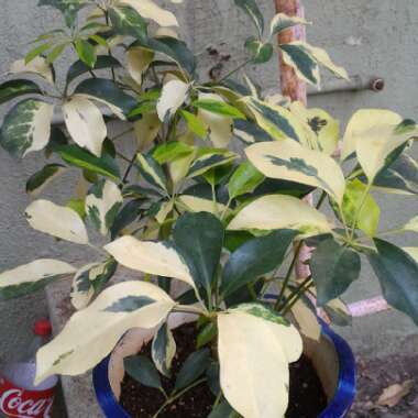 Schefflera aboricola (variegata)