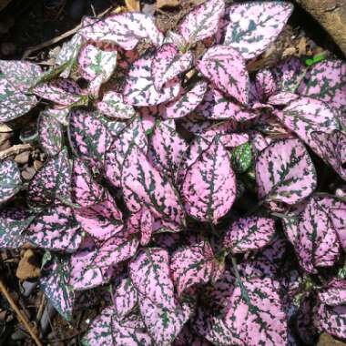 Hypoestes phyllostachya 'Pink Splash'