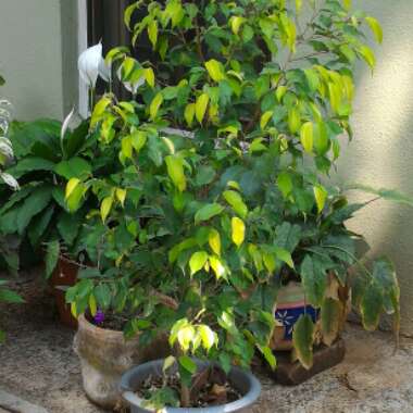 Ficus benjamina