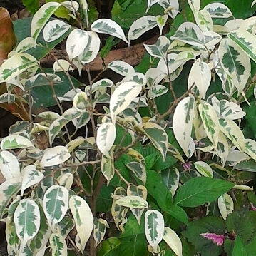 Ficus benjamina 'Variegata'