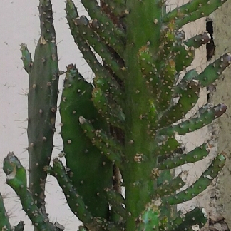 Plant image Opuntia Vulgaris Monacantha