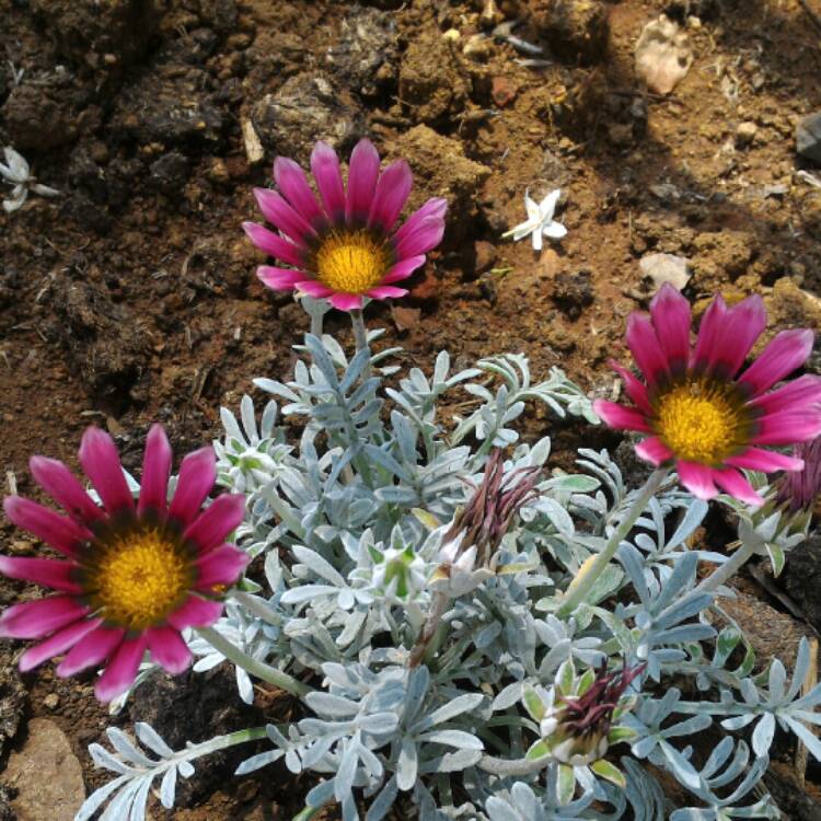 Plant image Gazania rigens 'Purple'