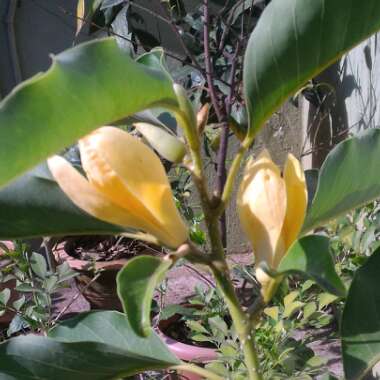 Magnolia 'Champaca'